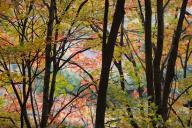 Autumn;Bark;Branch;Branches;Brown;Chattahoochee-National-Forest;Fall;Foliage;For